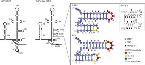 Schematic Representation Of The Hcv Left And Csfv Like Right Ires Download Scientific