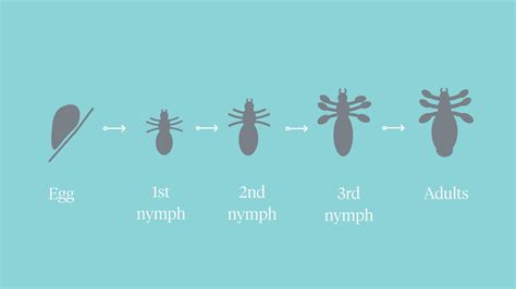 Lice Bites: How to Identify and Treat