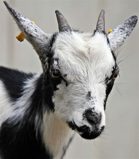 Фото Козла Животное – Telegraph