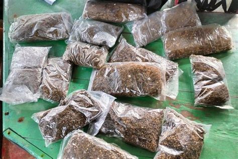 Kementerian Aparat Keamanan Berhasil Gagalkan Penyelundupan Ganja Di