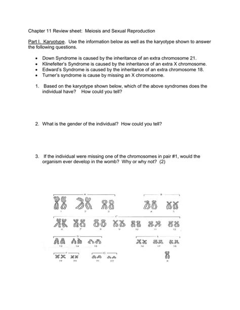 Chapter 11 Review Sheet Meiosis And Sexual Reproduction