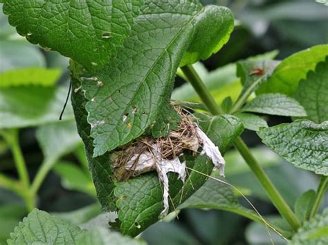 Common Tailorbirds Nest Bird Ecology Study Group