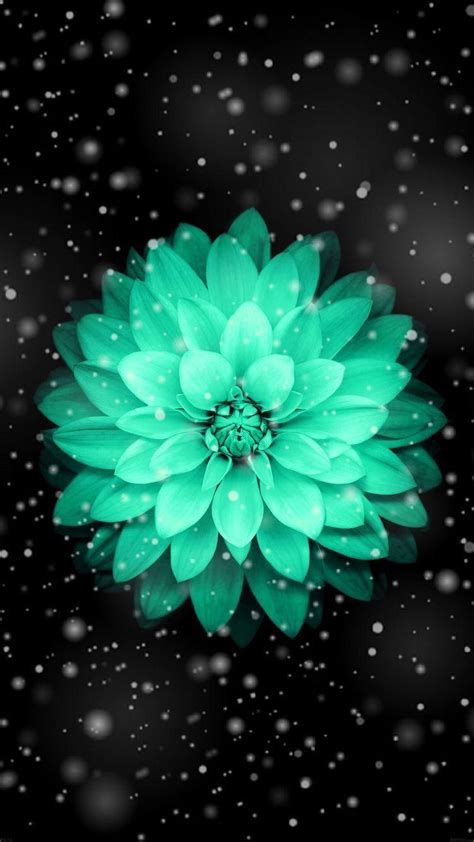 Turquoise Flower Wallpapers - Top Free Turquoise Flower Backgrounds - WallpaperAccess