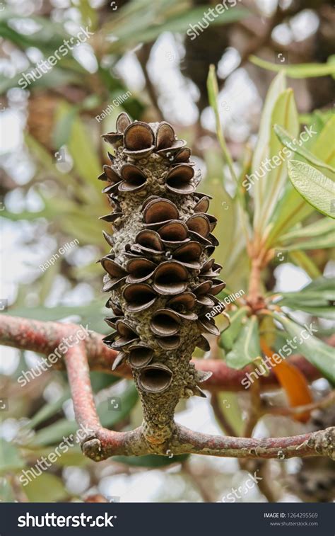 281 Banksia Seed Pod Images Stock Photos And Vectors Shutterstock