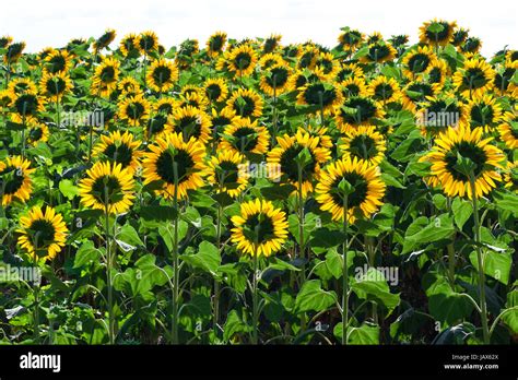 Beautiful Blooming Field Of Sunflowers Under Blue Sky Stock Photo Alamy