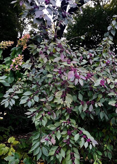 Callicarpa Dichotoma ‘early Amethyst Beautyberry Fort Tryon Park Trust