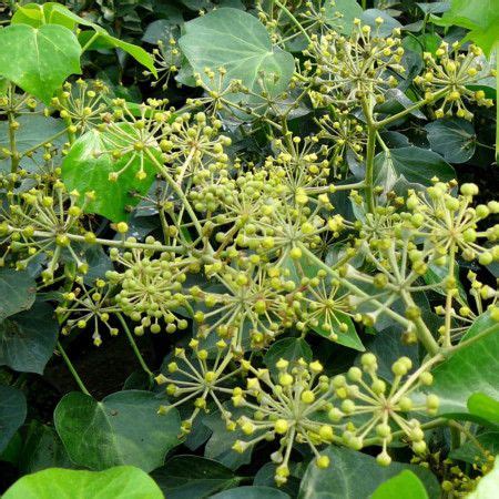 Hedera Helix Arborescens Struikklimop Kopen Mar Chal Hedera