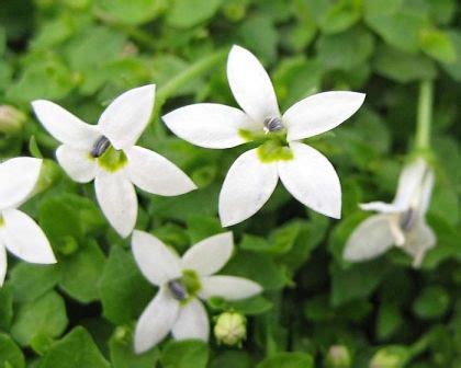 Pratia Pedunculata A Mat Forming Perennial That Only Grows To About 1