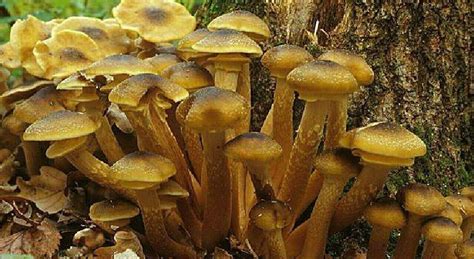 Pranzo Con Funghi Velenosi 3 Morti E La Cuoca Si Salva Tra Gli