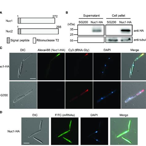 Cellular Localization Of Nuc Ha Protein In Sporidia Cells Of U