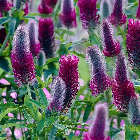 Trifolium rubens - Beechmount Garden Centre