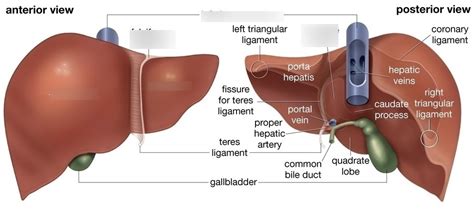 The Liver Lobes Ligaments Vasculature TeachMeAnatomy, 41% OFF