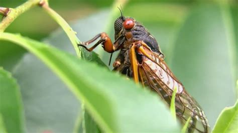 What Predators Do Cicadas Have Heres What Experts Say