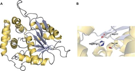 The Structure Of An A B Hydrolase Fold Thioesterase Domain A The Download Scientific Diagram