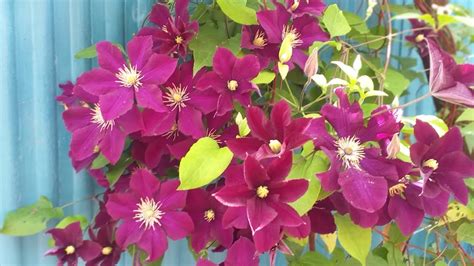Мой клематис Warszawska Nike . Лиана. Многолетники в саду - YouTube
