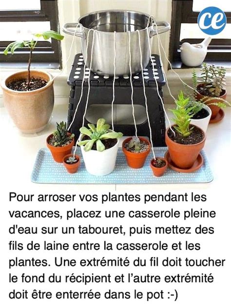 Astuces Pour Arroser Ses Plantes Pendant Les Vacances