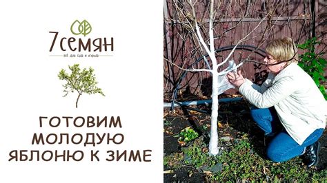 КАК ЗАЩИТИТЬ ЗИМОЙ ПЛОДОВЫЕ ДЕРЕВЬЯ 1-3 ГОДА ПОСАДКИ? / 7 семян - YouTube