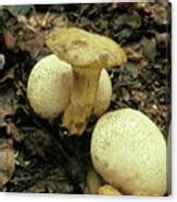 Parasitic Mushroom Photograph By John Wright Science Photo Library