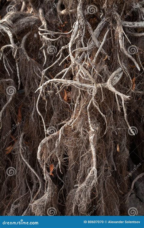 Naked Willow Roots Stock Photo Image Of Outdoors Branch 80607070