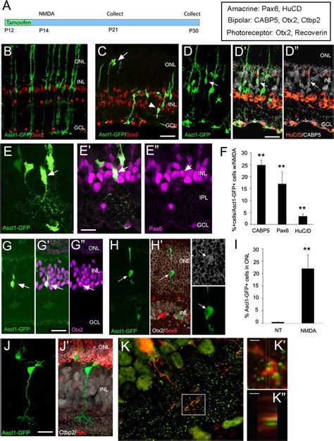 Transgenic Expression Of The Proneural Transcription Factor Ascl1 In