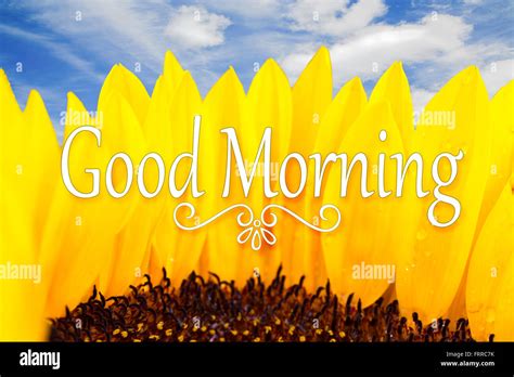 good morning quotes  sunflowers  brock clemes blog