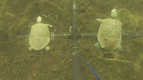 Studying Turtle S Reproduction With Sex Dolls And Gopros YouTube
