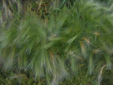 Ковыль тончайший (75 фото) - фото - картинки и рисунки: скачать бесплатно