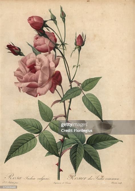 Pink China Rose Rosa Chinensis Rosa Indica Vulgaris Rosier Des