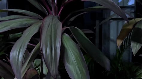 Zipper Dress Search XVIDEOS