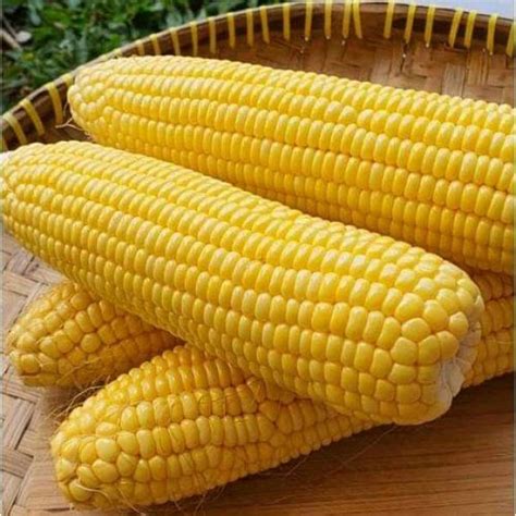 jagung manis muda