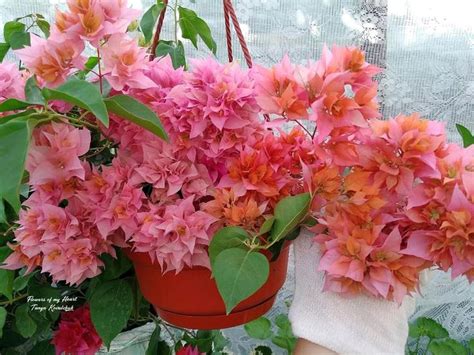 На первый взгляд - один сорт буги, но на самом деле два)) Левая ...