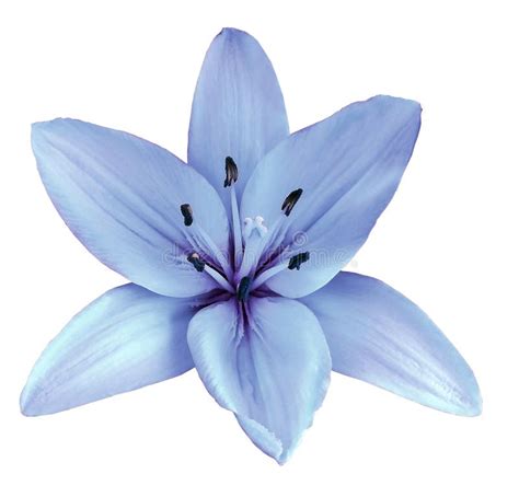 Light Blue Flower Lily On A White Isolated Background With Clipping