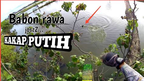 PASER IKAN Ganasnya Strike Kakap Putih Penghuni Rawa YouTube