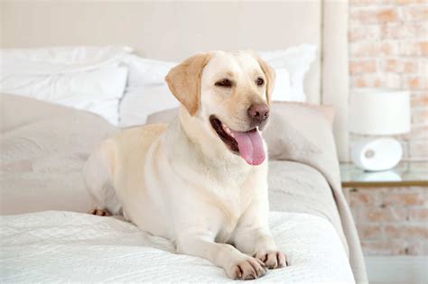 yellow lab facts appearance history faqs  pictures