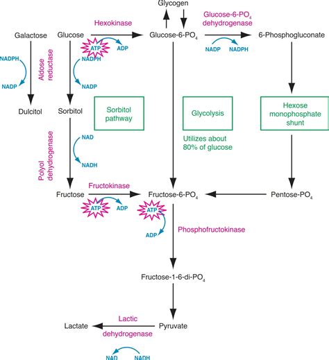 Sorbitol Pathway