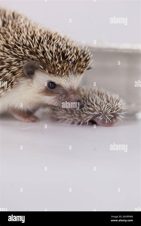 Motherhood. Hedgehog mom and baby hedgehog on a white background Stock ...