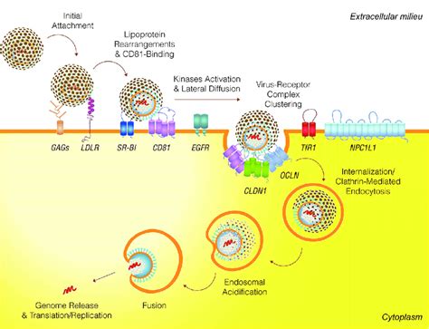 Overview of HCV entry. | Download Scientific Diagram
