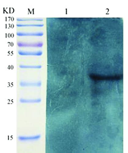 Western Blot Analysis Of The Recombinant Hsp60 Lane M Molecular Mass