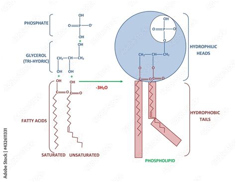 DIAGRAM SHOWING STRUCTURE AND COMPONENT OF A PHOSPHOLIPID MOLECULE ...