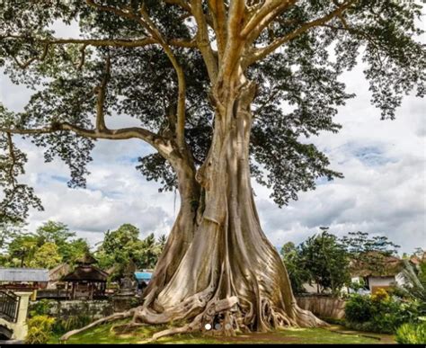 Russian Woman Arrested For Nude Photography Near Sacred Tree In Bali Delhi Magazine