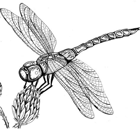 Dragonfly Outline | Free download on ClipArtMag