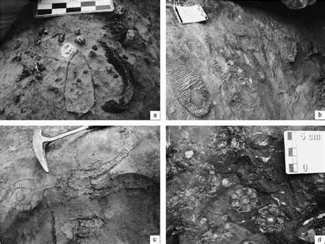 Field Photographs Showing Latest Permian Late Changhsingian Reef