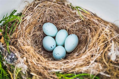 Blue Bird Eggs With Brown Spots