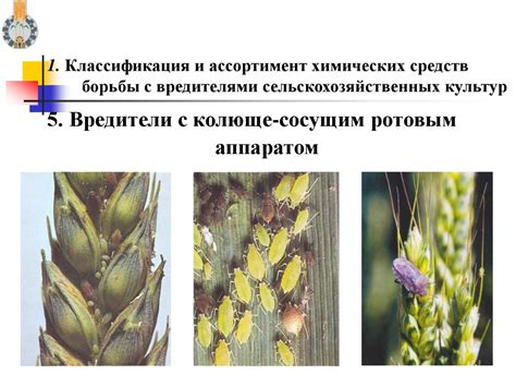 Химические средства для борьбы с вредителями сельскохозяйственных ...