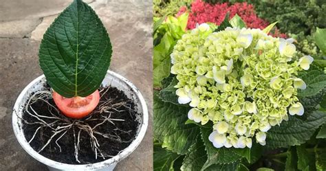 Mejorar El Crecimiento De Las Hortensias El Impacto De Los Tomates En