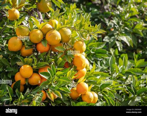 Orange Fruit Tree Wallpapers