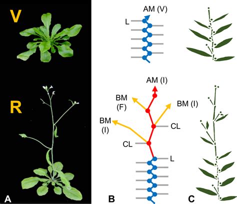 Arabidopsis Life Cycle