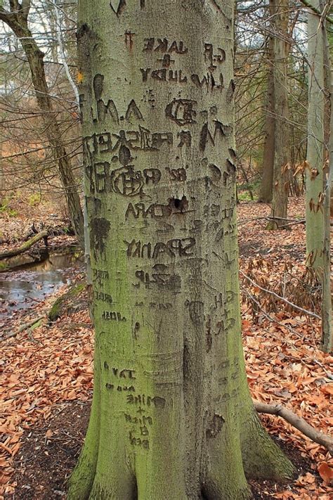 フリー写真画像 水、木、自然、木、風景、川、葉、夏