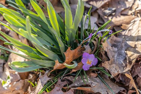 Photo Essay Springtime In Philadelphia WHYY