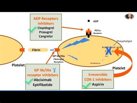 Aspirin Mechanism Of Action / Hemostasis: Lesson 5 - Antiplatelet Meds (Part 1 of 2 ... / It ...